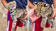 Confunden un ocelote con el Tilcayo y alertan por el mascotismo