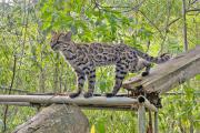 Tilcayo pone a Senda Verde en el mapa mundial y ayuda a su sustento