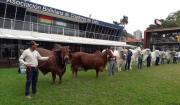 Expocruz 2026: Grandes Campeones, protagonistas del gran desfile ganadero