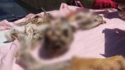 Venta de carne de zorro en El Alto activa investigación por tráfico ilegal de vida silvestre