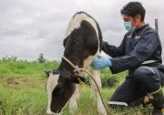 El Senasag intensifica campaña para la erradicar brucelosis y la tuberculosis