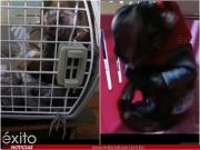 Rescatan a mono capuchino que era tenido como mascota y lo trasladan a Senda Verde