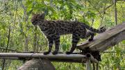 Investigadores aseguran que existen más ejemplares del Leopardus Tilcayo en los Yungas