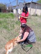 Hombre denunciado por abusar a tres perritas