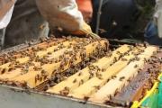 El Gobierno nacional hace efectivo el pago a los productores apícolas de Santa Cruz