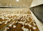Avicultores se declaran en emergencia y fijan en Bs 10 el kilo de pollo vivo en Santa Cruz