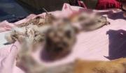 El Alto: ordenan detención domiciliaria para mujer por presunta comercialización de carne de zorro