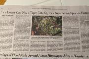 El New York Times destaca al tilcayo boliviano como una nueva especie de felino