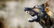 Sedes cruceño activa operativo epidemiológico tras confirmar caso de rabia canina en la zona norte