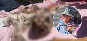 JUEZ ORDENA DETENCIÓN DOMICILIARIA PARA MUJER INVESTIGADA POR VENDER CARNE DE ZORRO