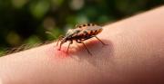 Estudio en Bolivia identifica una alternativa más corta para tratar el Chagas