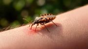 Estudio en Bolivia identifica una alternativa más corta para tratar el Chagas
