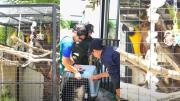 Rescatan un mono, una paraba y un parabachi que estaban enjaulados en un condominio del Urubó