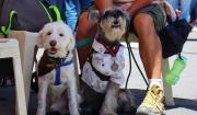 Cochabamba promulga ley que reconoce a los animales como seres sintientes