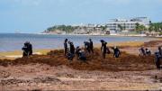 ¿Qué hacer con las decenas de toneladas de sargazo que invaden las playas mexicanas del Caribe?
