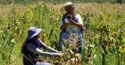 Gobierno asigna Bs 14 millones adicionales al Instituto del Seguro Agrario
