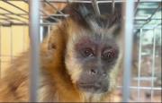 En Cochabamba rescatan a dos monos capuchino, un mono ardilla y dos loros