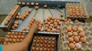 Bolivia alcanza un consumo de 210 huevos por persona al año