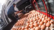 Consumo de huevo crece en Bolivia y alcanza a las 210 unidades por persona al año, según ADA