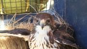 La Paz: liberan a un aguilucho de garganta blanca