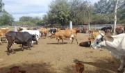 Fegasacruz cuestiona las movilizaciones y alerta sobre sus efectos en la producción
