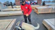IBCE identifica tres perjuicios para empresas y el país por quema de madera en Chile sin verificar si contenía droga