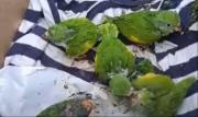 Rescatan a 59 pericos que eran comercializados ilegalmente en La Paz