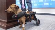 Perrita salchicha rescatada recibe silla de ruedas y sus cachorros buscan un hogar