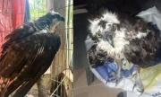 Yapacaní: rescatan a un águila pescadora, procedente de Estados Unidos, atrapada en una red