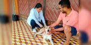 Vacunaron contra la rabia a 2.610 perros y 870 gatos en el Distrito 3