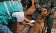 Gobernación activa vacunación masiva de perros y gatos para frenar el avance de la rabia canina