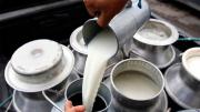 Senado aprueba “Mi Bolivia Lechera”, un proyecto que prevé crear un fondo para el sector