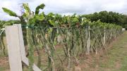 La pitahaya busca mercados externos y explora su industrialización con cerveza y liofilizados