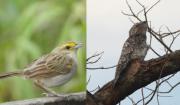 October Big Day: Bolivia resalta por su diversidad de aves y logra el quinto lugar a nivel mundial
