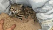 Cochabamba: Rescatan a gato de las pampas que era comercializado por redes sociales