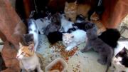 El Alto: Rescatan 44 animales de comercio irregular en Puente Vela