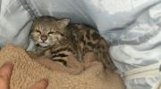 Rescatan en Cochabamba a un gato de las pampas que era vendido por redes sociales