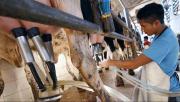 Cainco cuestiona cobros a bebidas para financiar Mi Bolivia Lechera