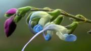 Descubren una flor en los Andes peruanos y la bautizan ‘Messii’