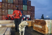 Narcomaderas: juez ordena suspender quema de evidencia en puertos de Arica, Valparaíso y San Antonio