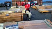 Juez de Chile ordena detener la quema de madera boliviana