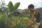 Cocaleros piden sancionar con cárcel la producción ilegal de hoja de coca