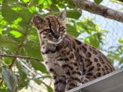 El tilcayo será la mascota de los Juegos Bolivarianos La Paz 2029
