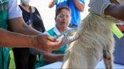 Campaña de vacunación: 5 consejos para proteger a sus mascotas