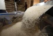 El quintal de arroz sube en 30% por eliminación de la subvención del diésel y alza de insumos