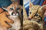 Rescatan a Mufasa y Aurelio, dos felinos silvestres que eran retenidos como mascotas en Santa Cruz