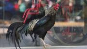 Martín, el gallo que lleva 8 años esperando a su dueño