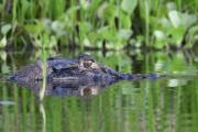 El tráfico de pieles de caimán afecta al 85% de las especies en Bolivia