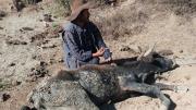 Sequía: más de 2 mil animales mueren en Pasorapa y hay más en riesgo