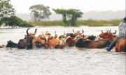 OEA advierte: El Niño amenaza la producción en Bolivia